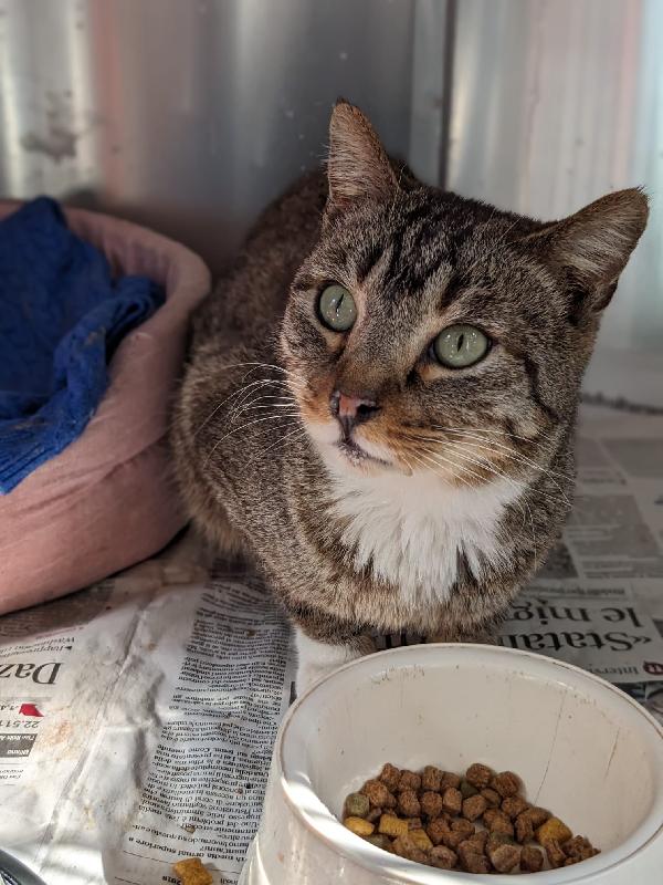 Calzino, gatto 3 anni occhi verdi – dolce e socievole Foto 3